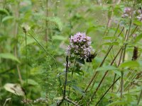 Origanum vulgare 59, Wilde  marjolein, Saxifraga-Michiel Drok