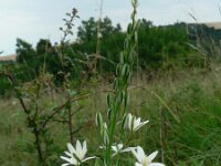 Ornithogalum brevistylum 2, Saxifraga-Jan Willem Jongepier
