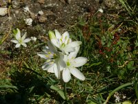 Ornithogalum cancinnum, Peneda Geres3