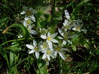 Ornithogalum montanum 8, Saxifraga-Ed Stikvoort