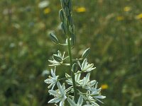 Ornithogalum narbonense 12, Saxifraga-Jan van der Straaten