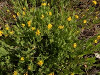 Ornithopus compressus 17, Geel vogelpootje, Saxifraga-Ed Stikvoort : Ria Formosa - Montenegro