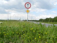 Ornithopus compressus 8, Geel vogelpootje, Saxifraga-Rutger Barendse