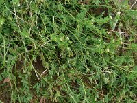 Ornithopus perpusillus 38, Klein vogelpootje, Saxifraga-Hans Grotenhuis