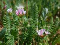 Ornithopus sativus 4, Serradelle, Saxifraga-Ed Stikvoort