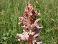 Orobanche alba 3, Saxifraga-Jan Willem Jongepier