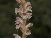 Orobanche alba 4, Saxifraga-Willem van Kruijsbergen
