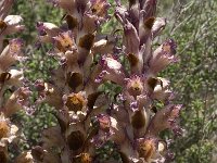 Orobanche alba 6, Saxifraga-Willem van Kruijsbergen