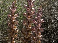 Orobanche alba 7, Saxifraga-Willem van Kruijsbergen