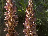 Orobanche alba 9, Saxifraga-Willem van Kruijsbergen
