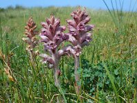Orobanche caryophyllacea 17, Walstrobremraap, Saxifraga-Ed Stikvoort
