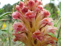 Orobanche caryophyllacea 2, Walstrobremraap, Saxifraga-Rutger Barendse
