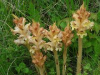 Orobanche caryophyllacea 25, Walstrobremraap, Saxifraga-Ed Stikvoort