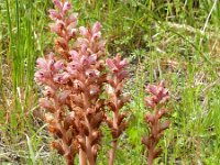 Orobanche caryophyllacea 30, Walstrobremraap, Saxifraga-Rutger Barendse