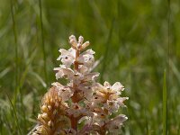Orobanche caryophyllacea 36, Walstrobremraap, Saxifraga-Jan Nijendijk