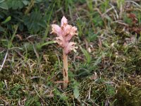 Orobanche caryophyllacea 4, Walstrobremraap, Saxifraga-Peter Meininger