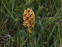 Orobanche elatior 4, Centauriebremraap, Saxifraga-Peter Meininger