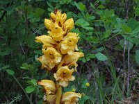 Orobanche gracilis 16, Bloedrode bremraap, Saxifraga-Jeroen Willemsen