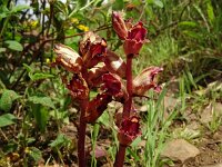 Orobanche gracilis 27, Bloedrode bremraap, Saxifraga-Hans Grotenhuis