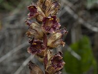 Orobanche gracilis 7, Bloedrode bremraap, Saxifraga-Willem van Kruijsbergen