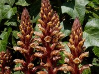 Orobanche hederae 11, Klimopbremraap, Saxifraga-Ed Stikvoort