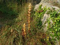 Orobanche hederae 25, Klimopbremraap, Saxifraga-Hans Grotenhuis