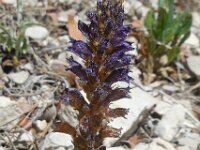 Orobanche lavandulacea 2, Saxifraga-Ed Stikvoort