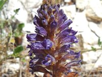Orobanche lavandulacea 4, Saxifraga-Ed Stikvoort