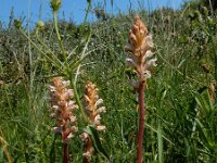 Orobanche picridis 10, Bitterkruidbremraap, Saxifraga-Ed Stikvoort