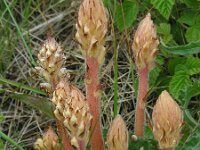 Orobanche picridis 13, Bitterkruidbremraap, Saxifraga-Ed Stikvoort