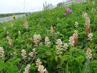 Orobanche picridis 2, Bitterkruidbremraap, Saxifraga-Jelle van Dijk