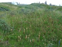 Orobanche picridis 8, Bitterkruidbremraap, Saxifraga-Ed Stikvoort