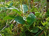Orthilia secunda 16, Eenzijdig wintergroen, Saxifraga-Hans Grotenhuis