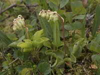 Orthilia secunda 19, Eenzijdig wintergroen, Saxifraga-Willem van Kruijsbergen