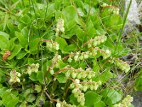 Orthilia secunda 7, Eenzijdig wintergroen, Saxifraga-Rutger Barendse