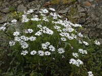 Osteospermum ecklonis 3, Saxifraga-Willem van Kruijsbergen