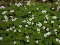 Oxalis acetosella 16, Witte klaverzuring, Saxifraga-Willem van Kruijsbergen
