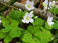 Oxalis acetosella 34, Witte klaverzuring, Saxifraga-Rutger Barendse