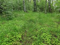 Oxalis acetosella 40, Witte klaverzuring, Saxifraga-Hans Boll