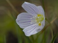 Oxalis acetosella 70, Witte klaverzuring, Saxifraga-Jan Nijendijk