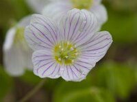 Oxalis acetosella 73, Witte klaverzuring, Saxifraga-Jan Nijendijk