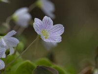 Oxalis acetosella 74, Witte klaverzuring, Saxifraga-Jan Nijendijk