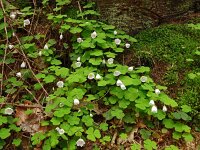 Oxalis acetosella 75, Witte klaverzuring, Saxifraga-Hans Grotenhuis