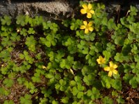 Oxalis exilis 10, Kleine klaverzuring, Saxifraga-Ed Stikvoort