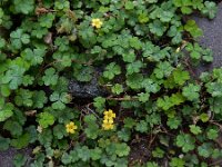 Oxalis exilis 11, Kleine klaverzuring, Saxifraga-Ed Stikvoort : boksdoorn Z van Domburg s9900