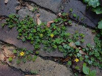 Oxalis exilis 12, Kleine klaverzuring, Saxifraga-Ed Stikvoort : boksdoorn Z van Domburg s9900