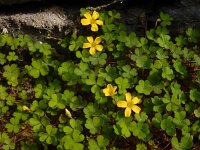 Oxalis exilis 13, Kleine klaverzuring, Saxifraga-Ed Stikvoort