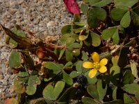 Oxalis exilis 4, Kleine klaverzuring, Saxifraga-Ed Stikvoort