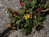 Oxalis exilis 5, Kleine klaverzuring, Saxifraga-Ed Stikvoort