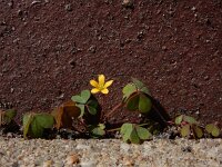 Oxalis exilis 6, Kleine klaverzuring, Saxifraga-Ed Stikvoort